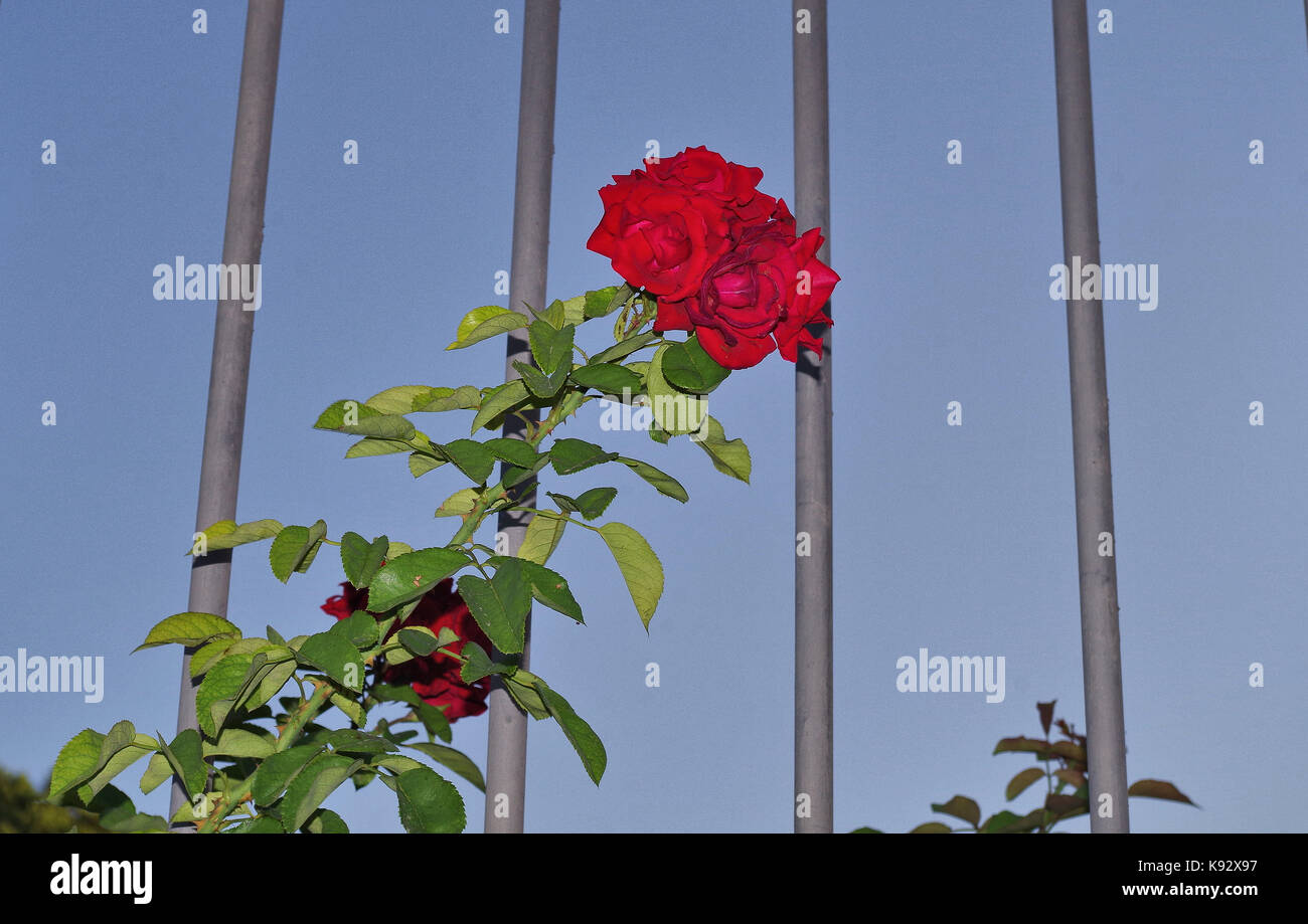 Jailed Clipart Flowers