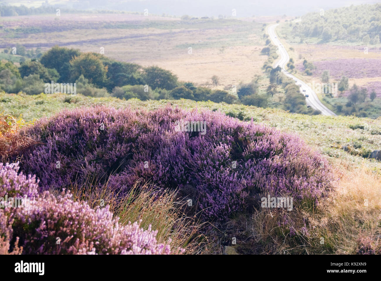 Derbyshire, UK - 28 Aug 2015: Pink heather in flower on the hills around the Hathersage Road on 28 Aug on Hathersage Moor, Peak District Stock Photo