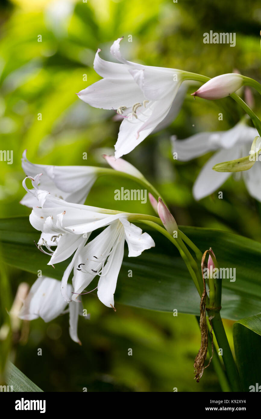 White, late summer flowers of the half-hardy ornamental bulb, Crinum x powellii 'Album' Stock Photo