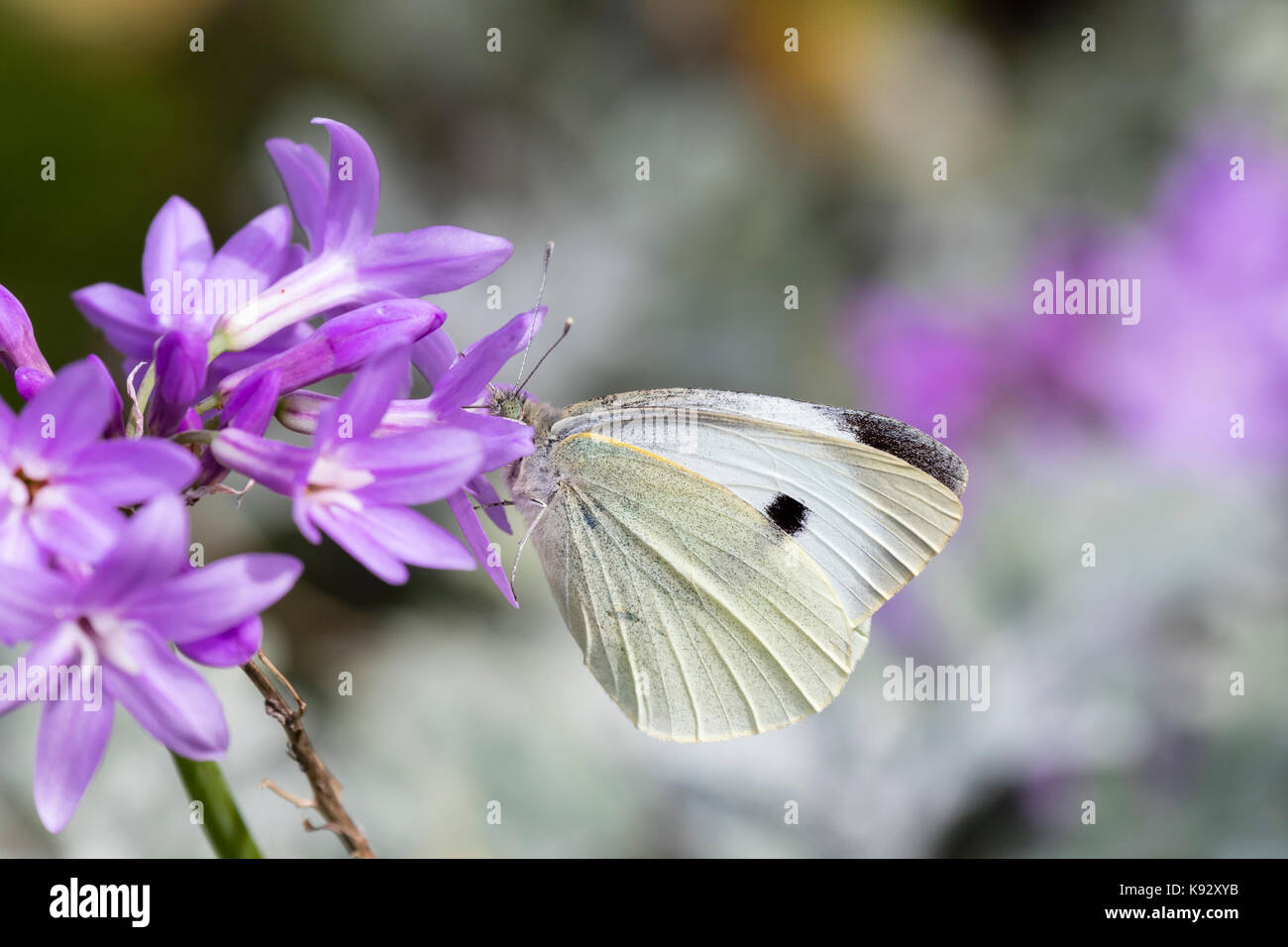 Female large white butterfly, Pieris brassicae, feeding on the late summer flowers of Tulbaghia violaceae Stock Photo