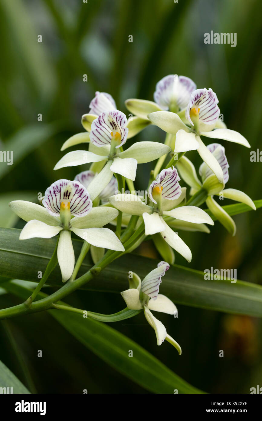Violet veined cream flowers in the spike of the South American epiphytic orchid, Prosthechea radiata Stock Photo