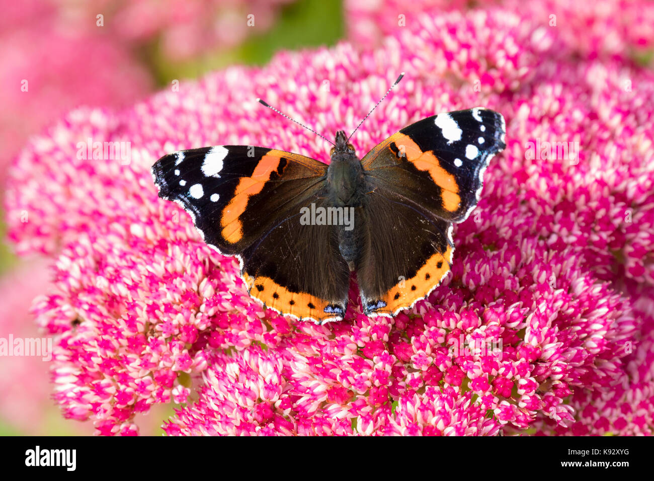 Adult Red admiral butterfly, Vanessa atalanta, feeding on the September flowers of Sedum spectabile Stock Photo