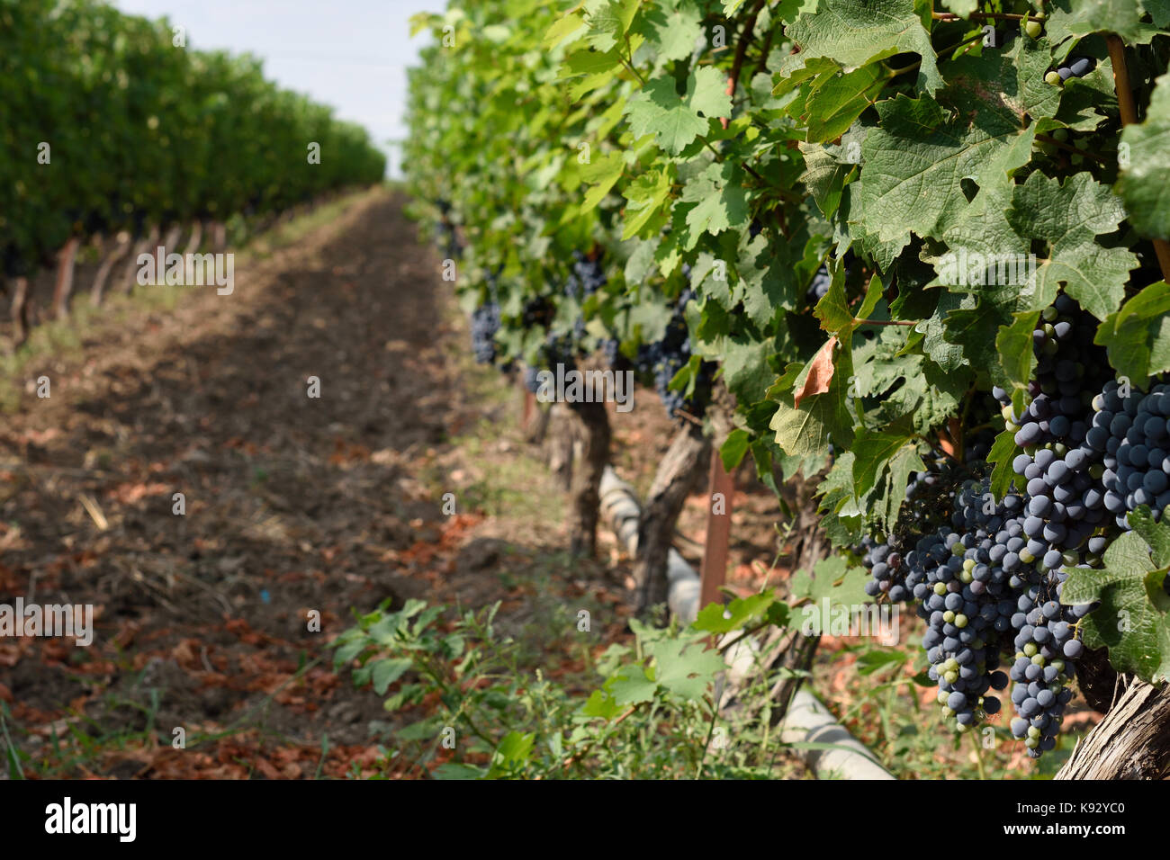 Bunch of grapes hanging on a grape tree in a grape yard in the Nort of ...