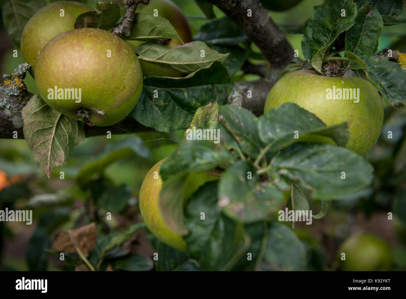 Kiwi tree garden hi-res stock photography and images - Alamy