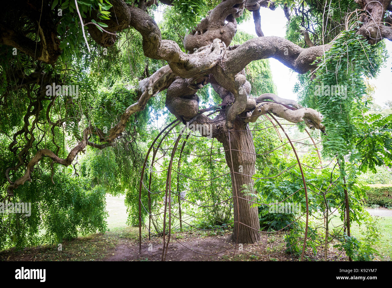 Ornamental Japanese Maple tree within the grounds of Quex House near Birchington-on-Sea, Kent, UK Stock Photo