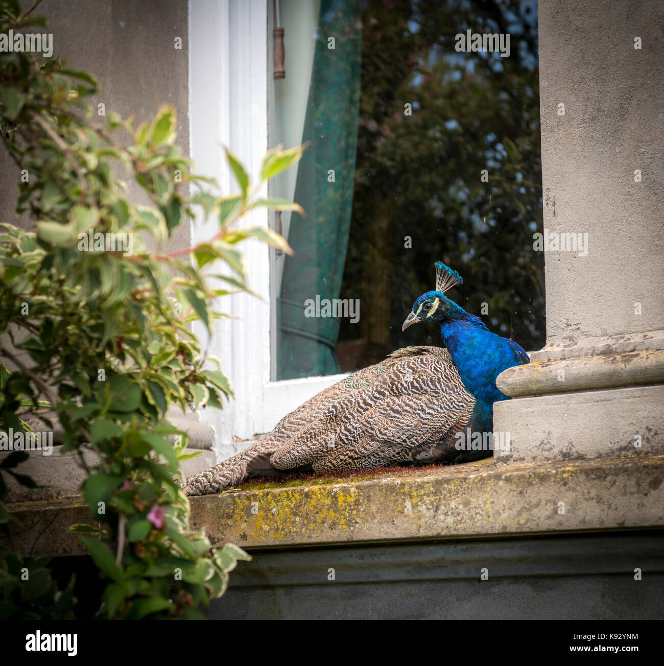 Peacock sitting on a window sill at Quex House, Kent, UK Stock Photo