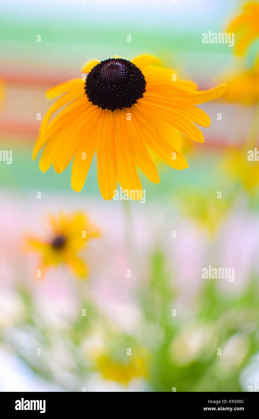 Yellow flowers picture hi-res stock photography and images - Alamy