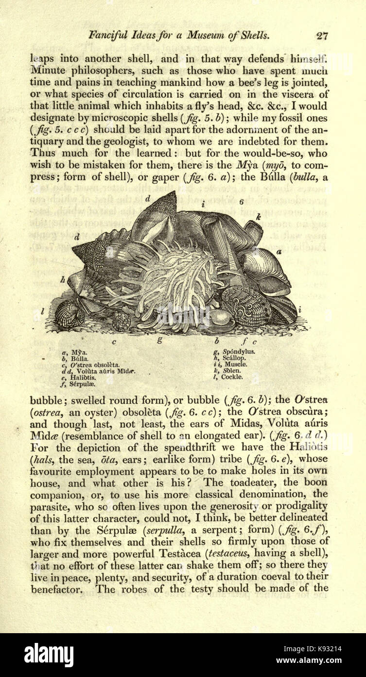 Magazine of natural history and journal of zoology, botany, mineralogy, geology and meteorology (Page 27) BHL2259126 Stock Photo