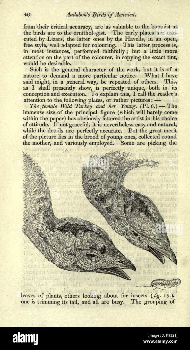 Magazine of natural history and journal of zoology, botany, mineralogy, geology and meteorology (Page 46) BHL2259107 Stock Photo