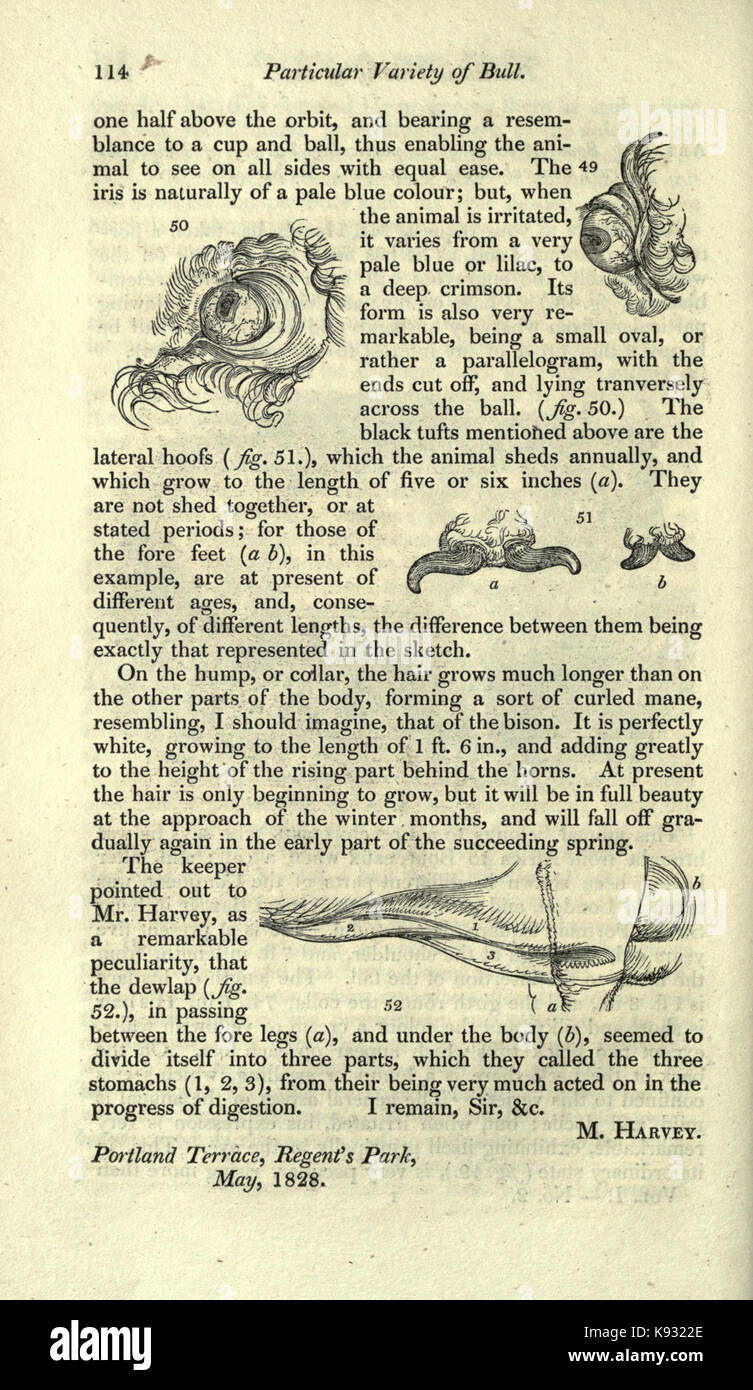 Magazine of natural history and journal of zoology, botany, mineralogy, geology and meteorology (Page 114) BHL2259152 Stock Photo