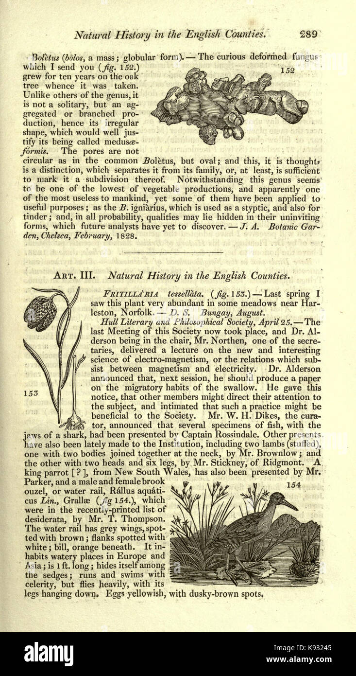 Magazine of natural history and journal of zoology, botany, mineralogy, geology and meteorology (Page 289) BHL2259344 Stock Photo