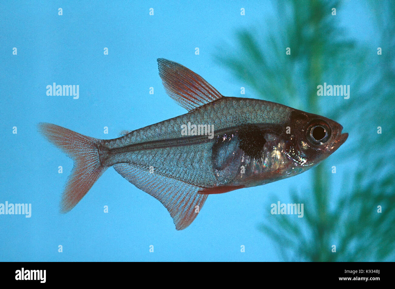 Serpae Tetra Hyphessobrycon Eques Tropical Freshwater Fish From Stock Photo Alamy,Lychee Fruit Taste