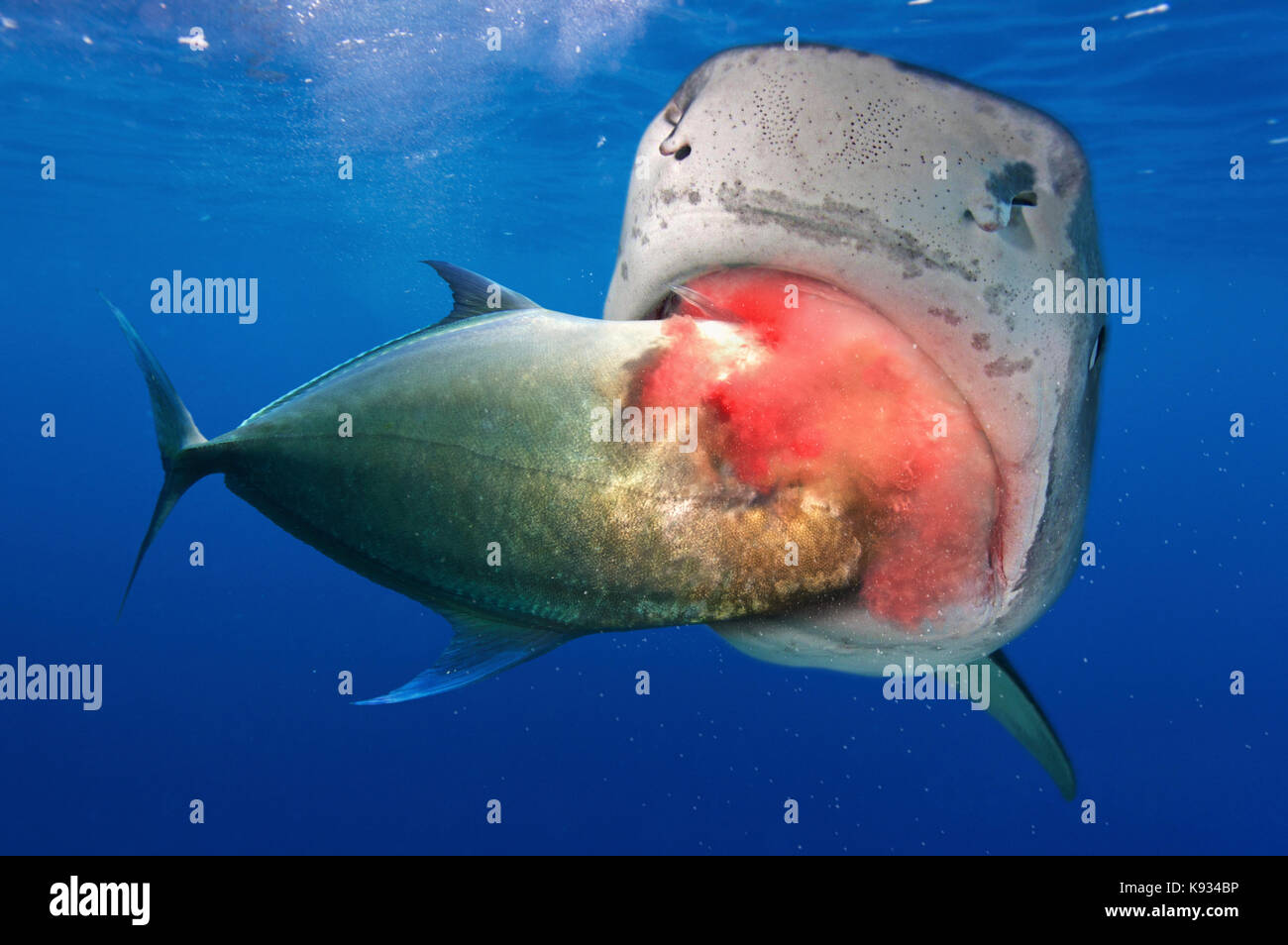 Shark Attract High Resolution Stock Photography and Images - Alamy