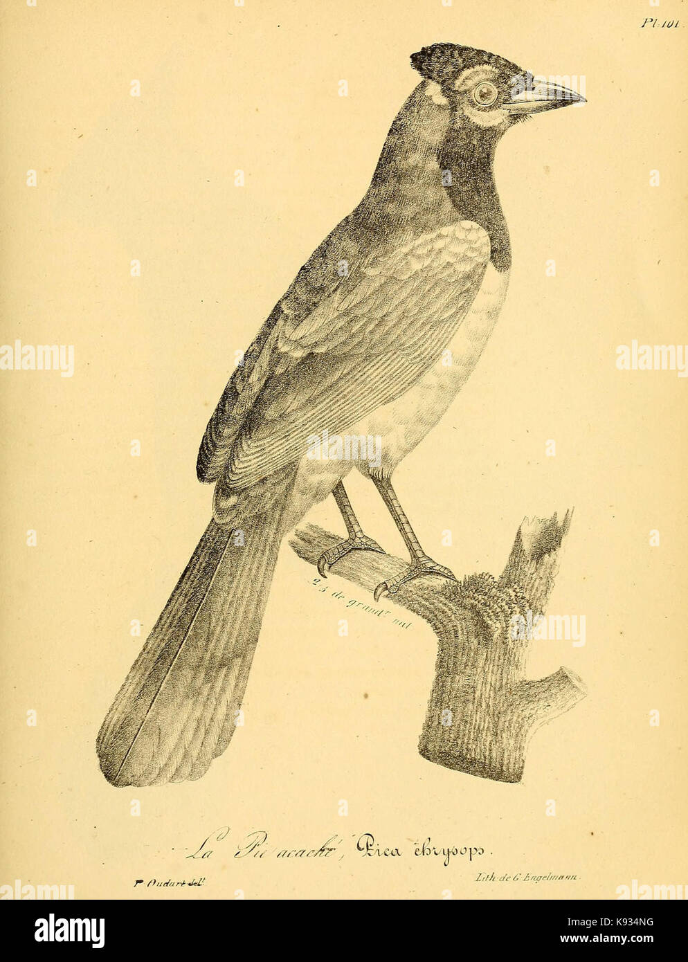 La galerie des oiseaux (Pl. 101) (6001932543 Stock Photo - Alamy