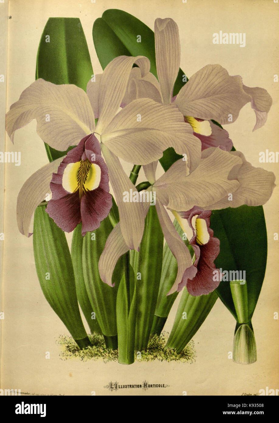 L'Illustration horticole (Plate 178) Stock Photo