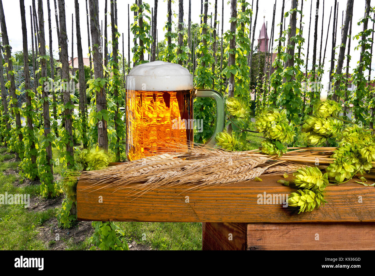 traditional hop garden with beer glass and malt Stock Photo Alamy