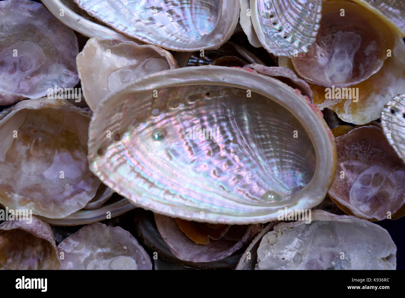 Abalone Edible Delicacy High Resolution Stock Photography and Images