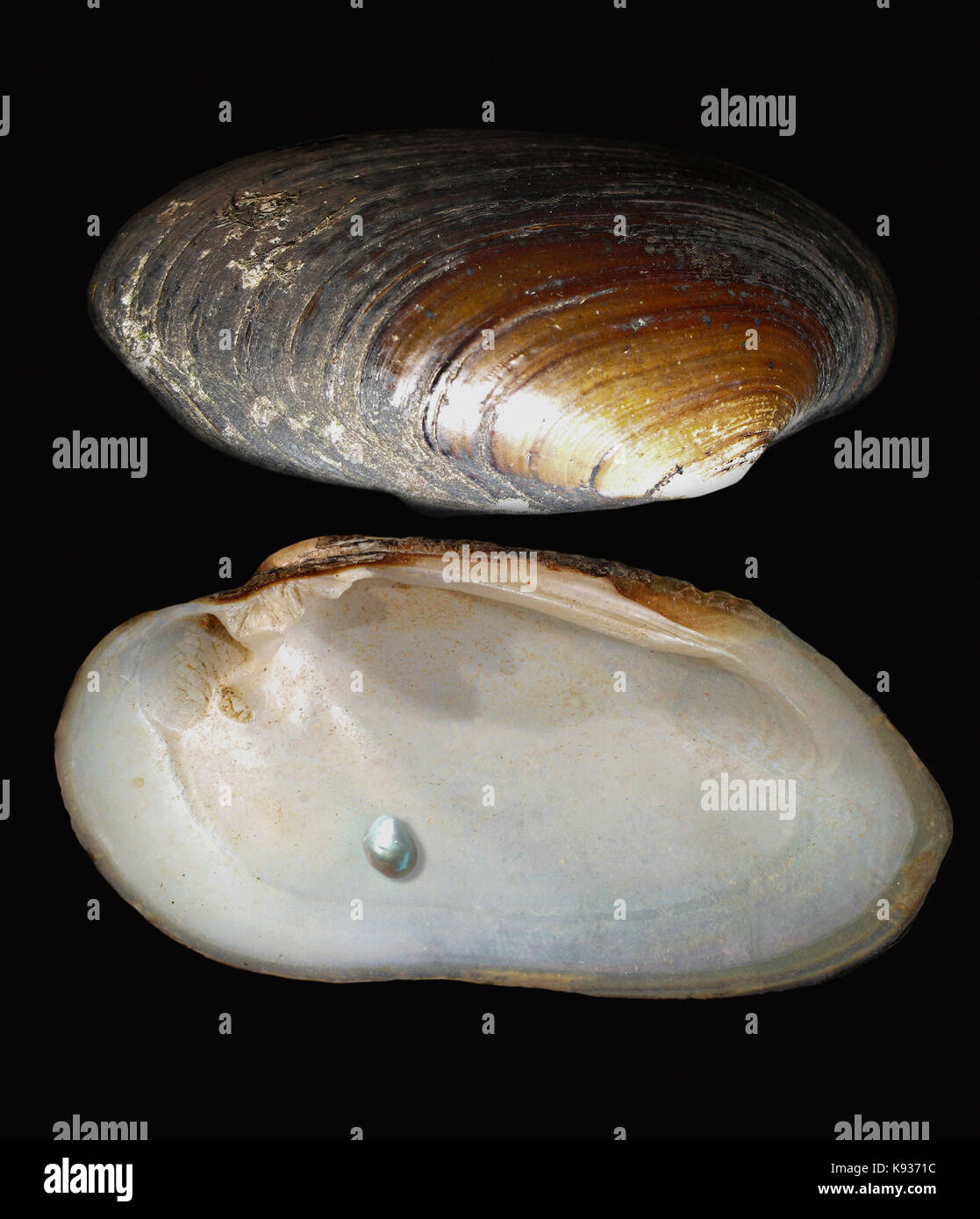 Freshwater Pearl Mussel High Resolution Stock Photography and Images