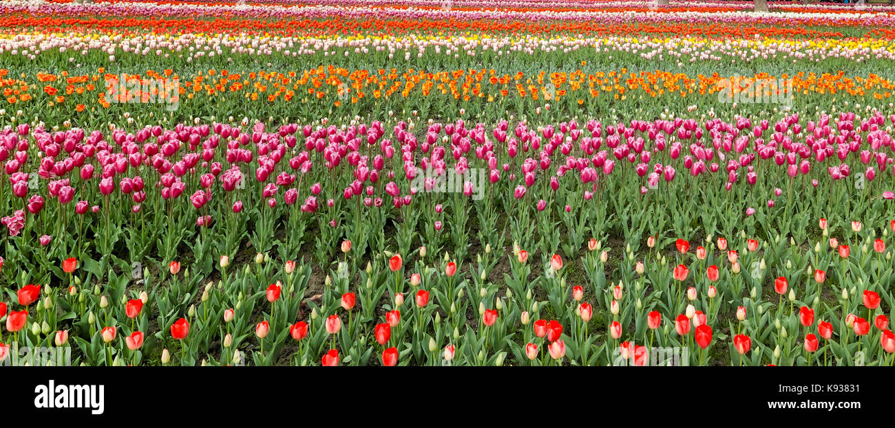 Tulip. Beautiful field garden of tulips. colorful tulips. tulips Stock ...
