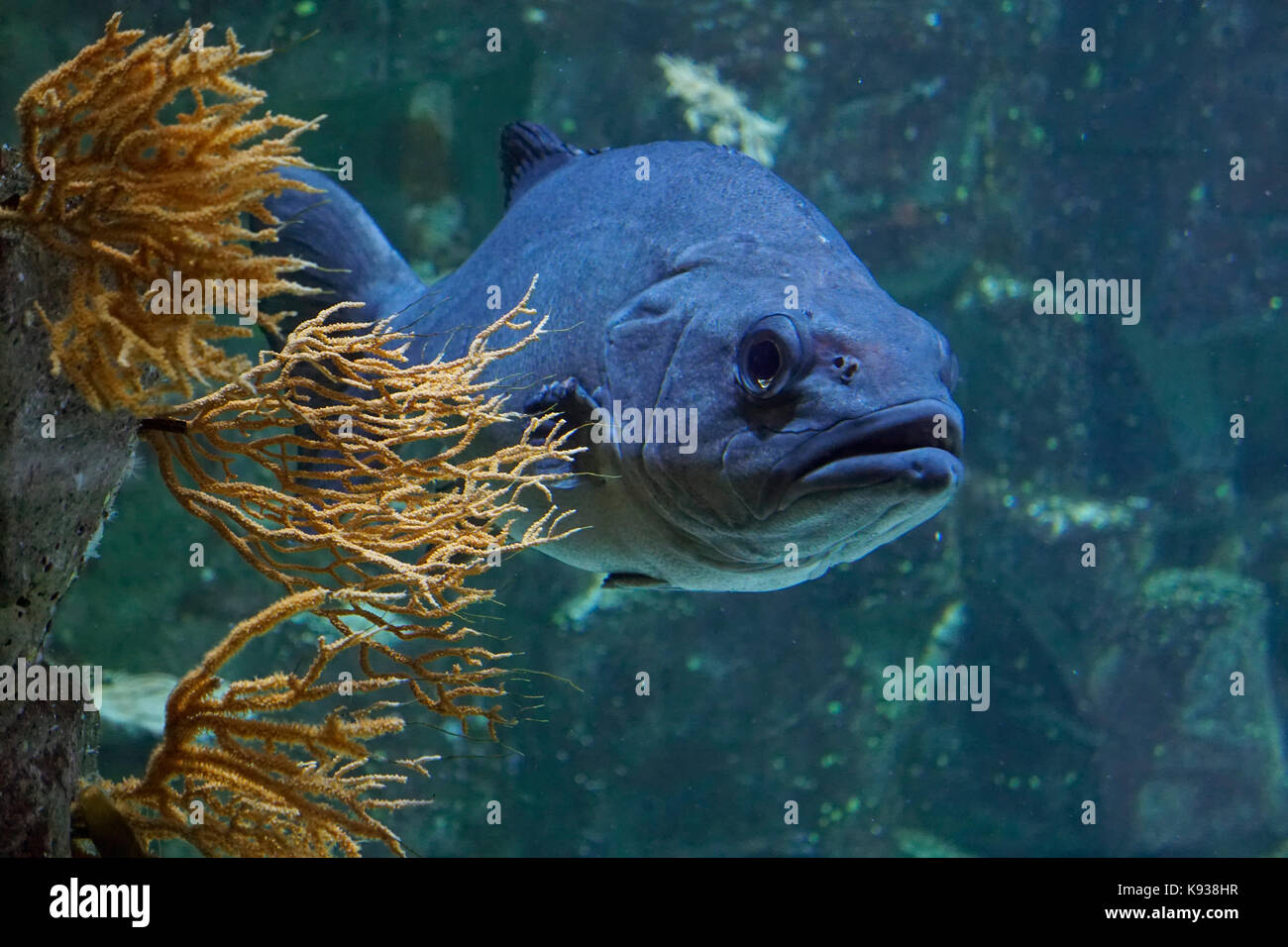 Wreckfish Stock Photos & Wreckfish Stock Images Alamy