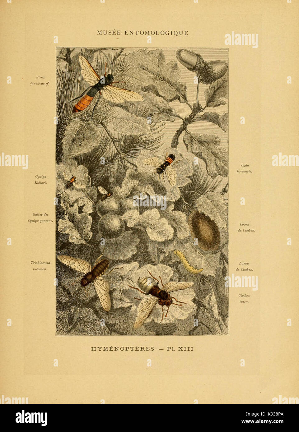 Les insectes (Pl. XIII) (6008678644 Stock Photo - Alamy