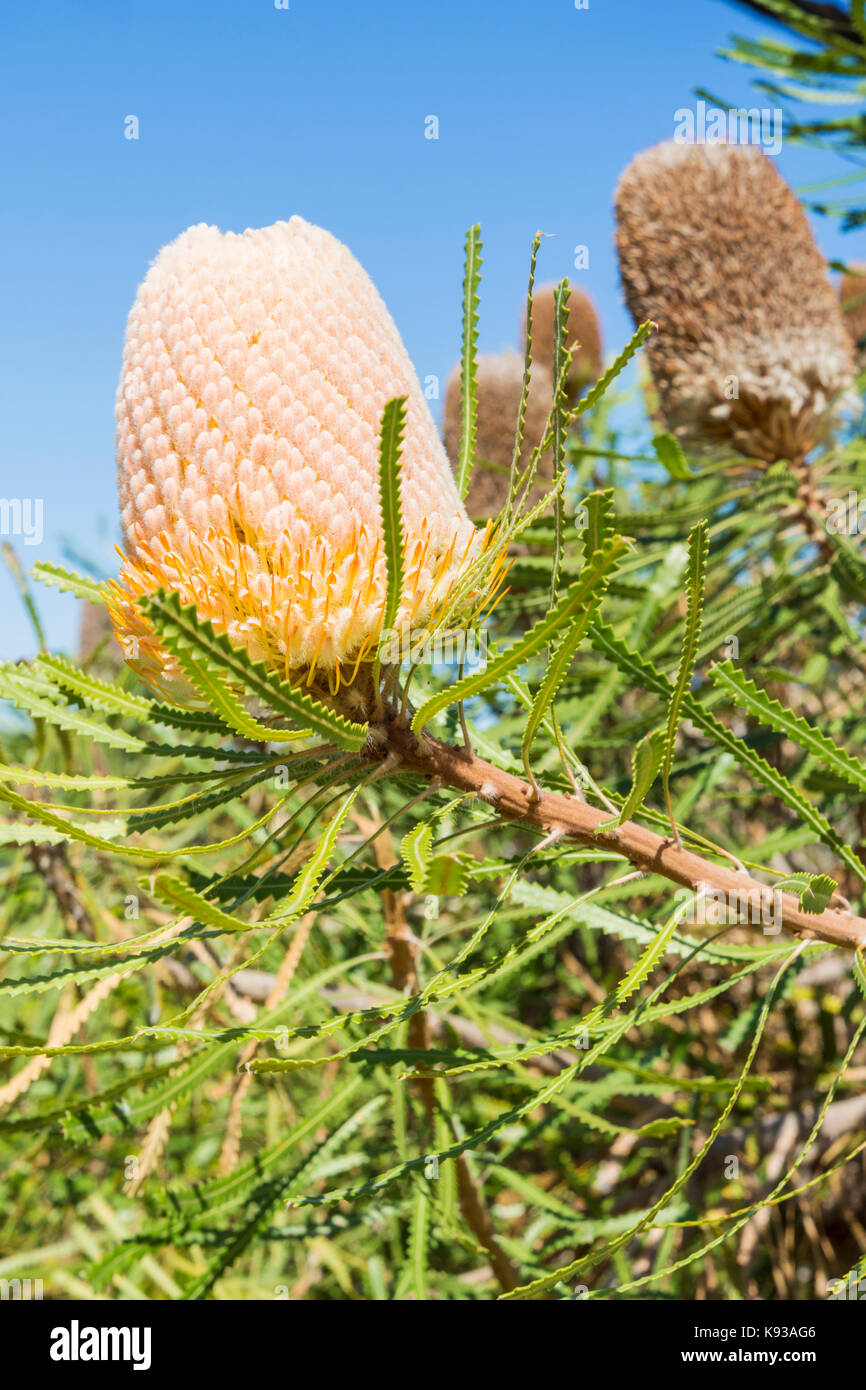 Detail of a Hooker's Banksia flower spike in Kings Park, Perth, Western Australia, Australia Stock Photo