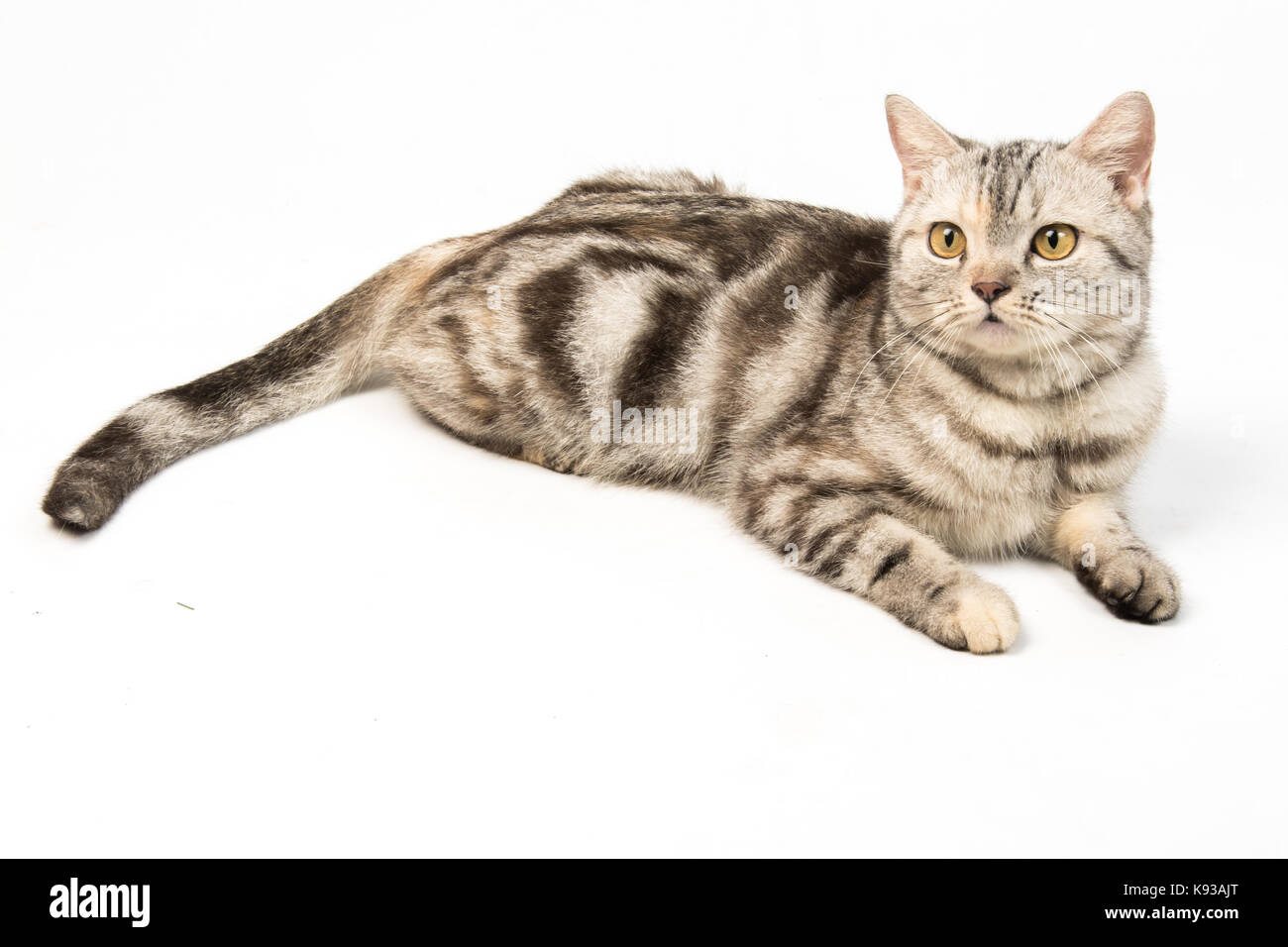 cat on white background Stock Photo - Alamy