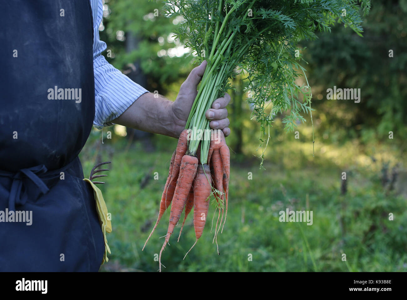 gardener man holding carrot harvest in a hand Stock Photo - Alamy