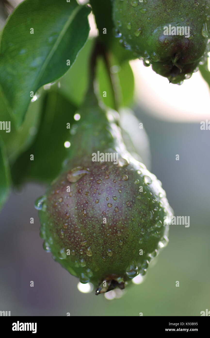 Apple Tree Fruit Small High Resolution Stock Photography and Images Alamy