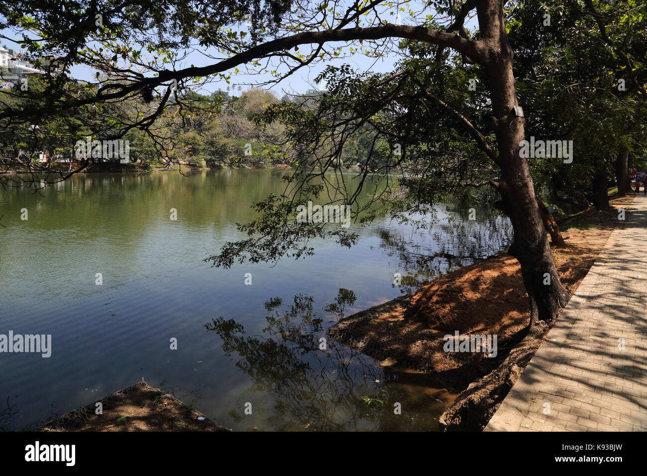 Kandy Sri Lanka Trees over Hanging Kandy Lake Kiri Muhuda Large Artificial Lake Created In 1807