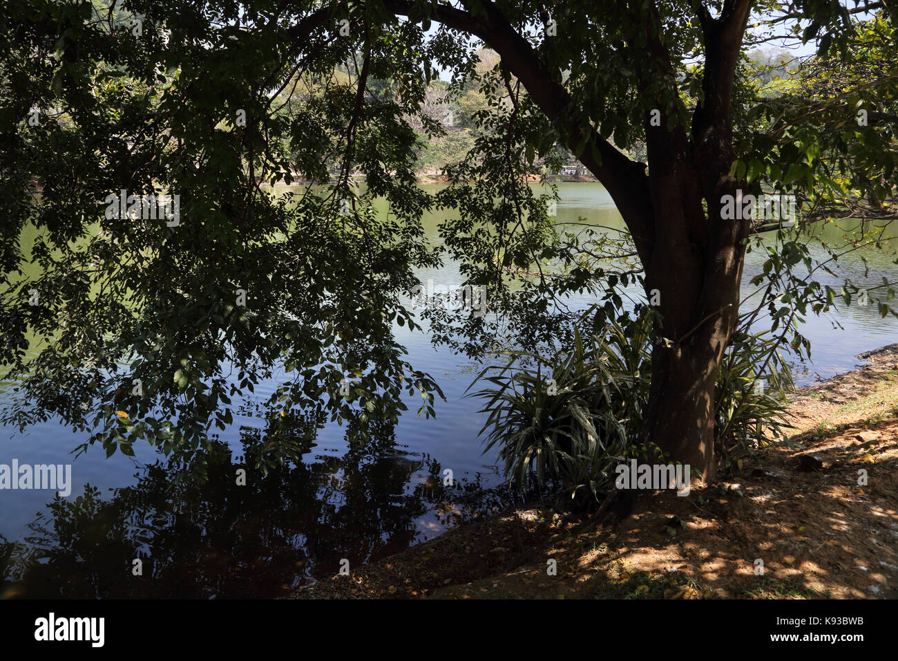 Kandy Sri Lanka Tree over hanging Kiri Muhuda Large Artificial Lake Created In 1807 by Sri