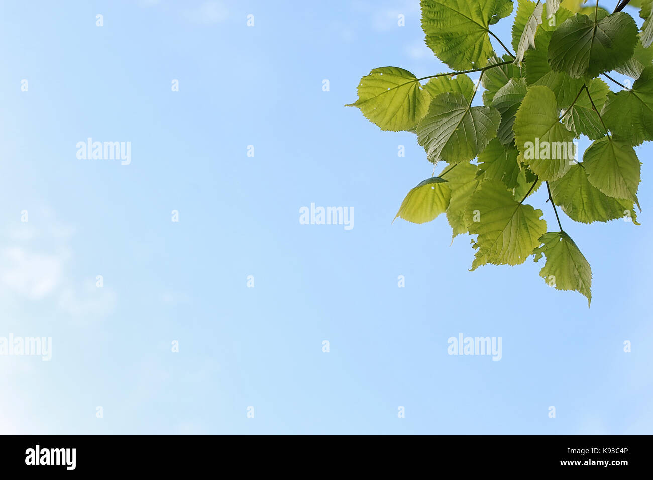 Green fresh leaves of trees on clear blue sky Stock Photo - Alamy