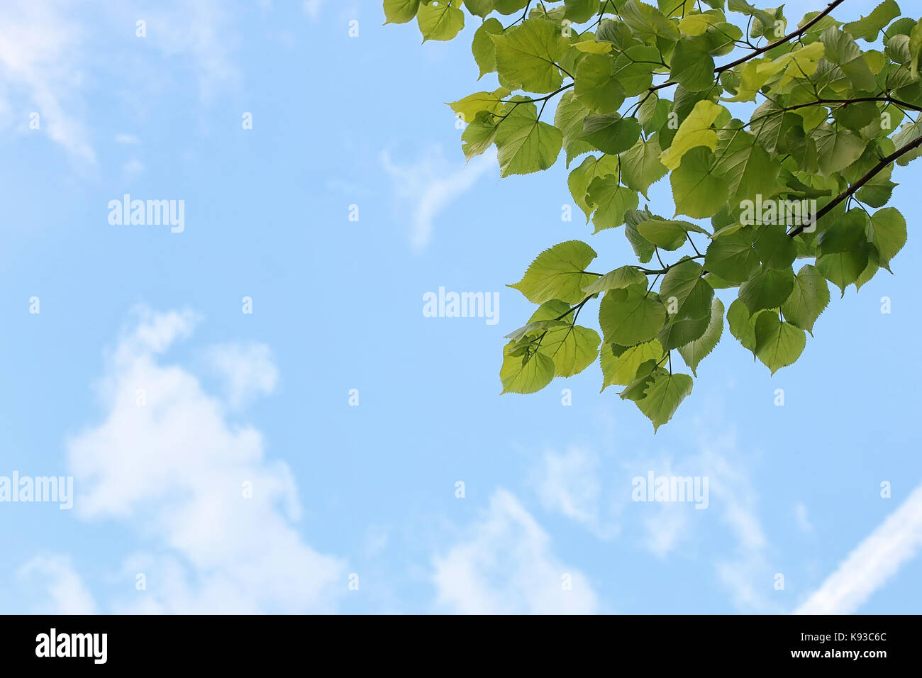Green fresh leaves of trees on clear blue sky Stock Photo - Alamy