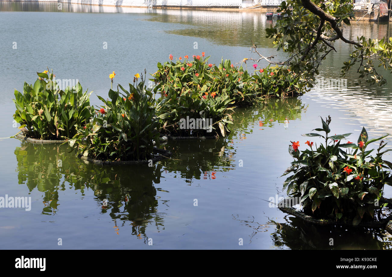 Kandy Sri Lanka Kandy Lake Kiri Muhuda By Temple of the Sacred Tooth Relic Stock Photo