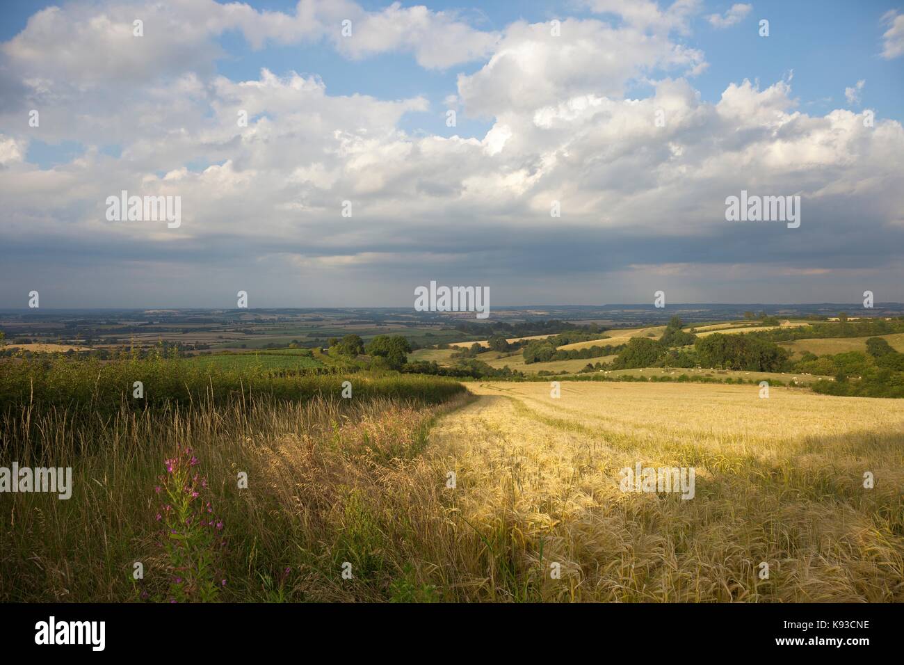 Farmland at Lark Stoke, Gloucestershire, Cotswolds, England. Stock Photo