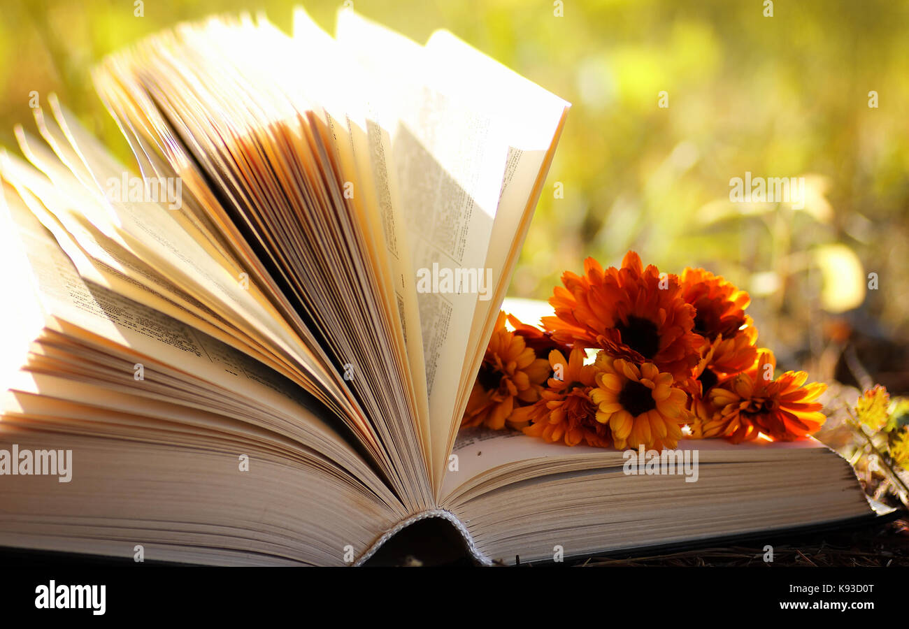opened book in yellow autumn Stock Photo - Alamy