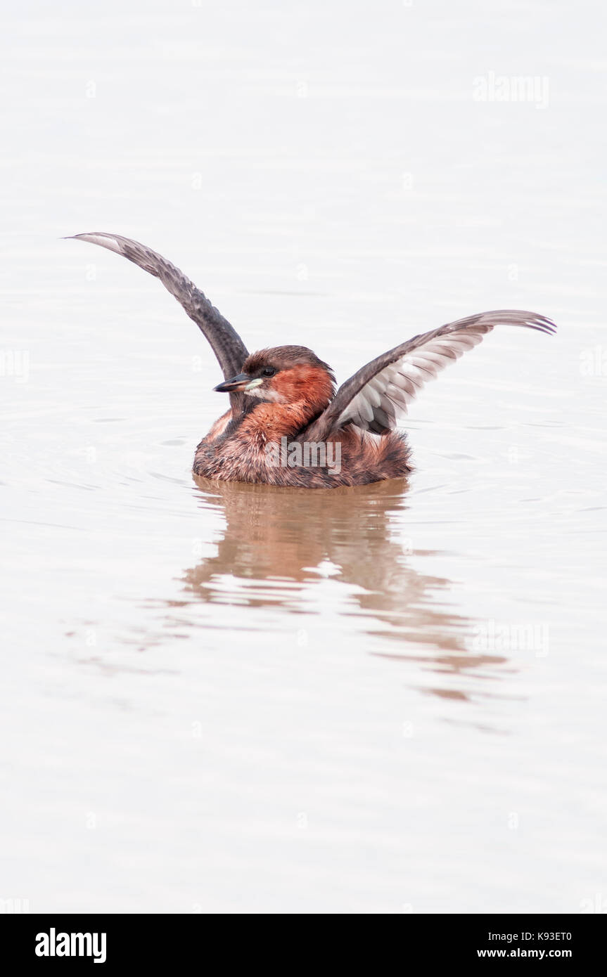 Vertical portrait of Little Grebe, Tachybaptus ruficollis (Podicipedidae). Adult flapping wings in shallow water in wetland. Stock Photo