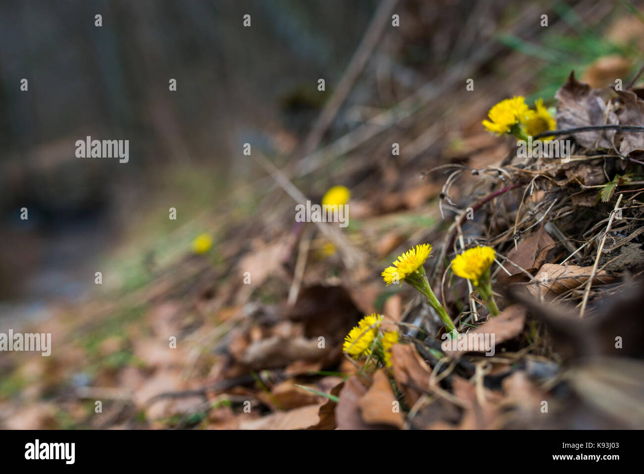 Mountain Herbs And Flowers Blossom In First Days Of Spring In Dolenjska Region Lower Slovenia 40 Km East Of Slovenian Capital Ljubljana Stock Photo Alamy