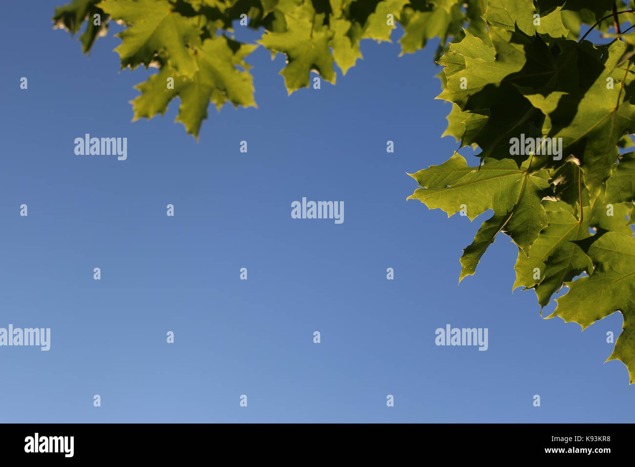 maple leaves against the sky Stock Photo - Alamy