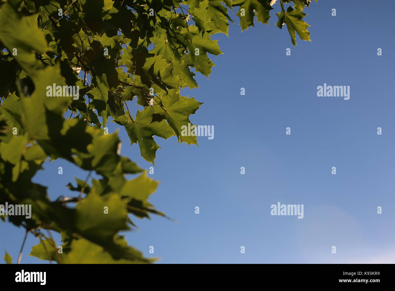 maple leaves against the sky Stock Photo - Alamy