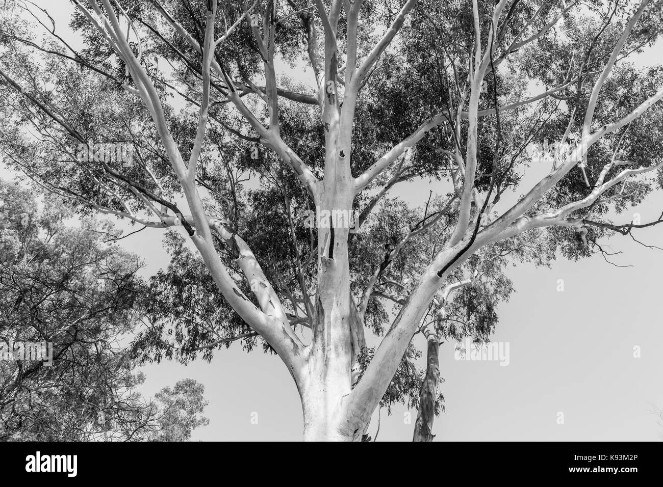 Gum tree Black and White Stock Photos & Images Alamy