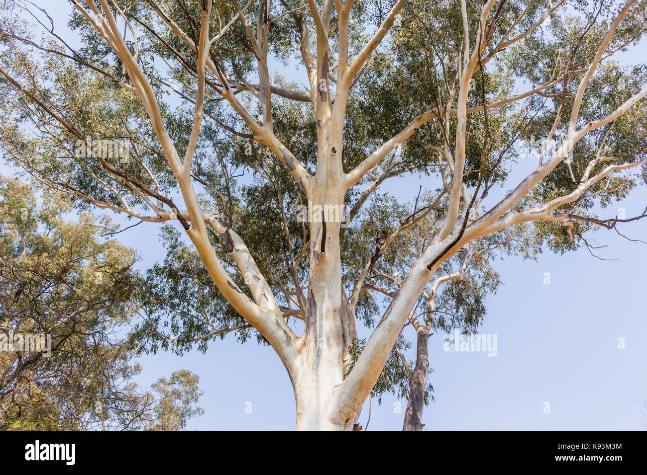 Large gum tree branches spread upwards Stock Photo Alamy