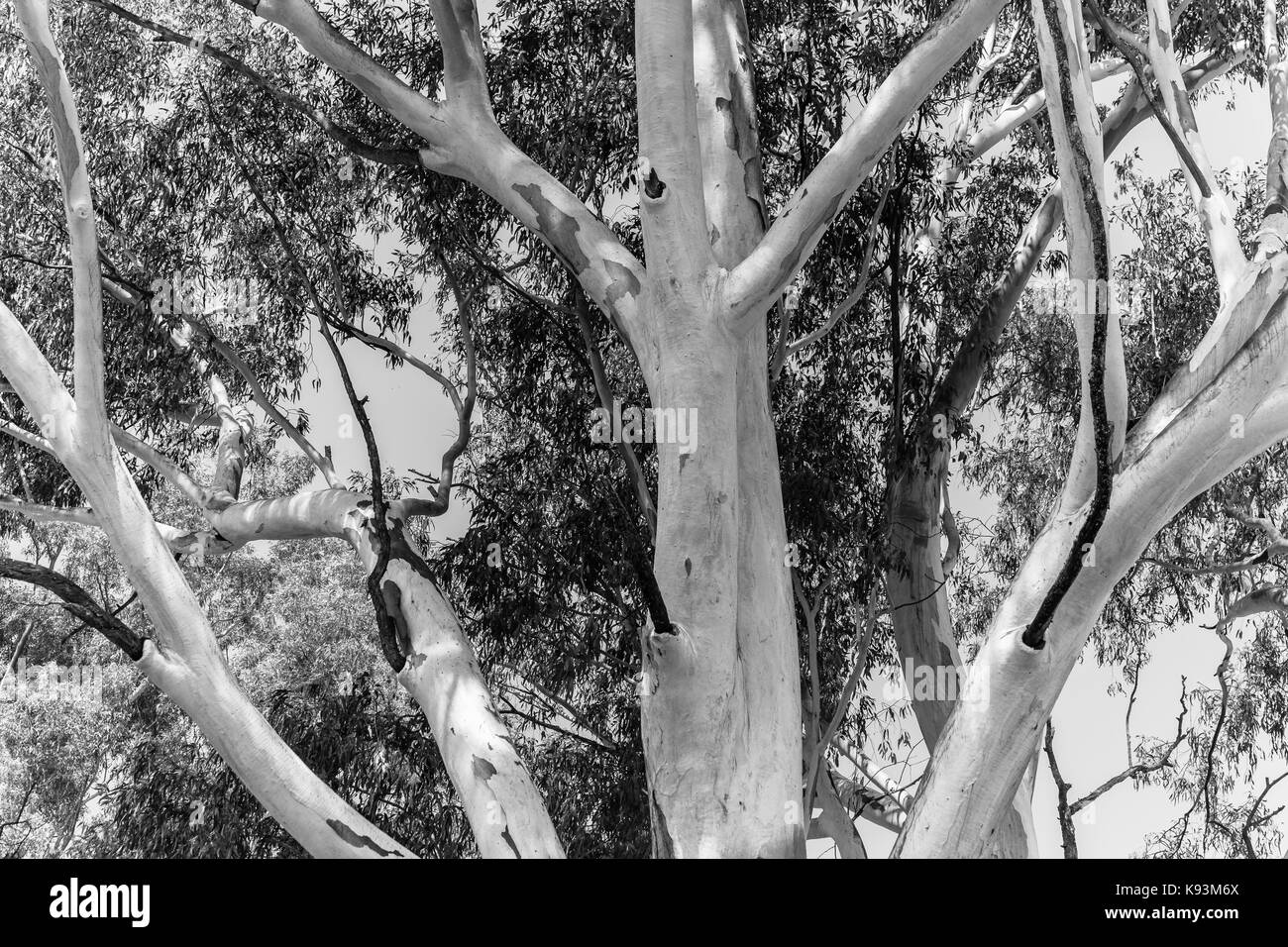 Gum tree Black and White Stock Photos & Images Alamy