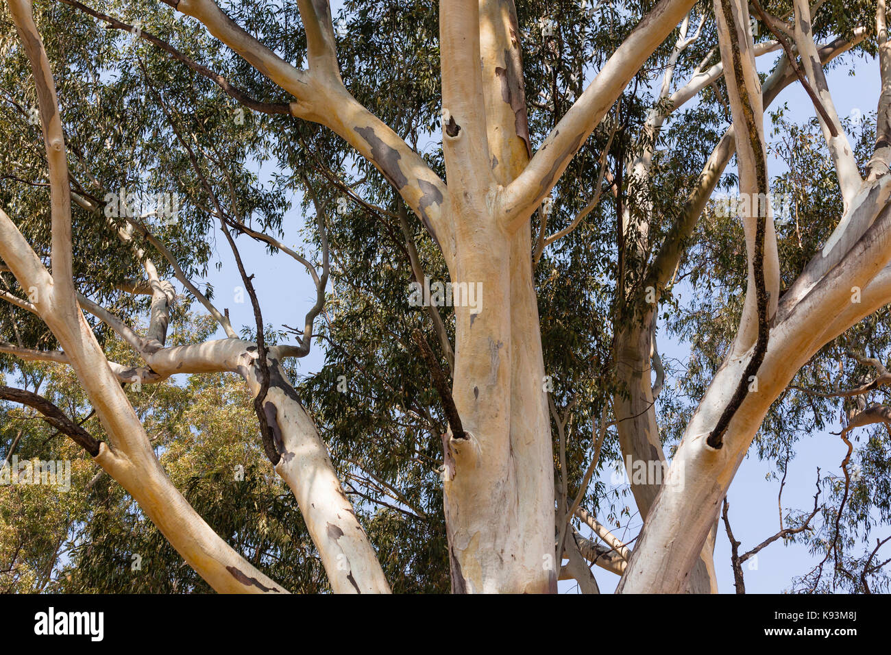 Large gum tree branches spread upwards Stock Photo Alamy
