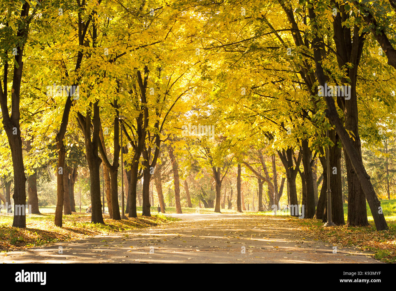 Empty park with fallen autumn leaves. Fall scenery Stock Photo