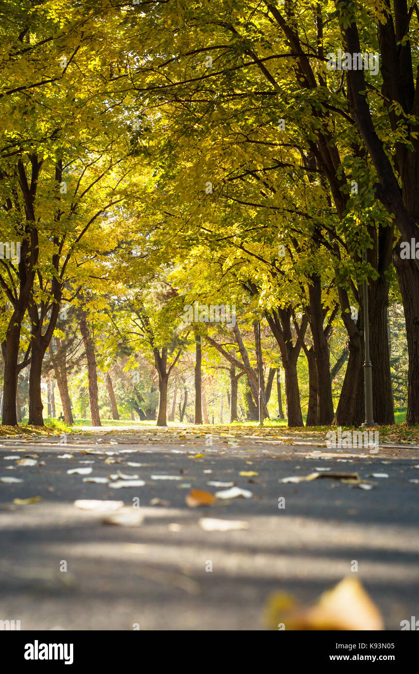 Empty park with fallen autumn leaves. Fall scenery Stock Photo