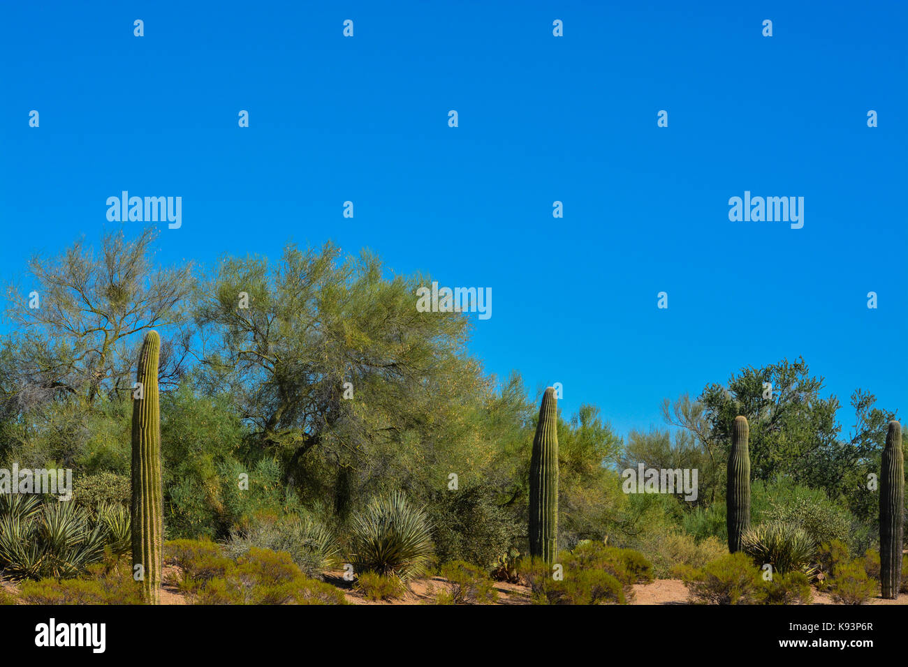 Desert cactus landscape in Arizona Stock Photo - Alamy