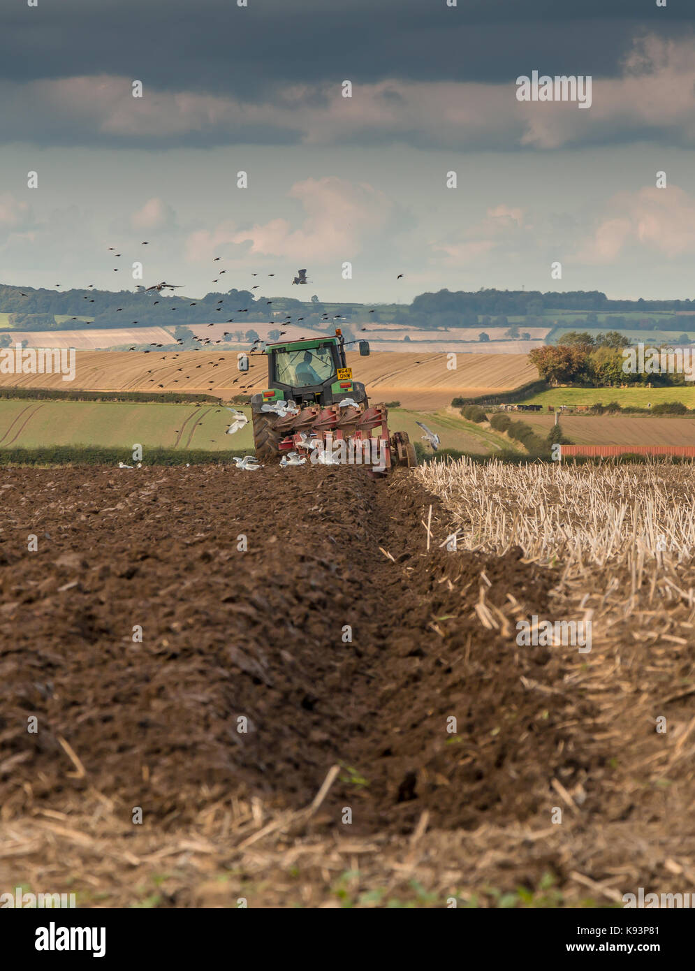 UK Farming, ploughing at Foxberry Farm, Caldwell, North Yorkshire, UK with a flock of seagulls