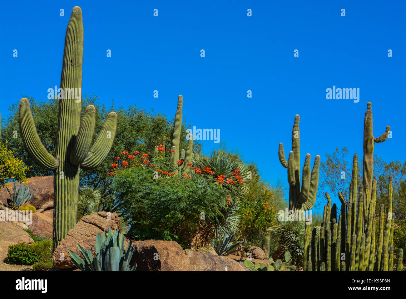 Desert cactus landscape in Arizona Stock Photo - Alamy