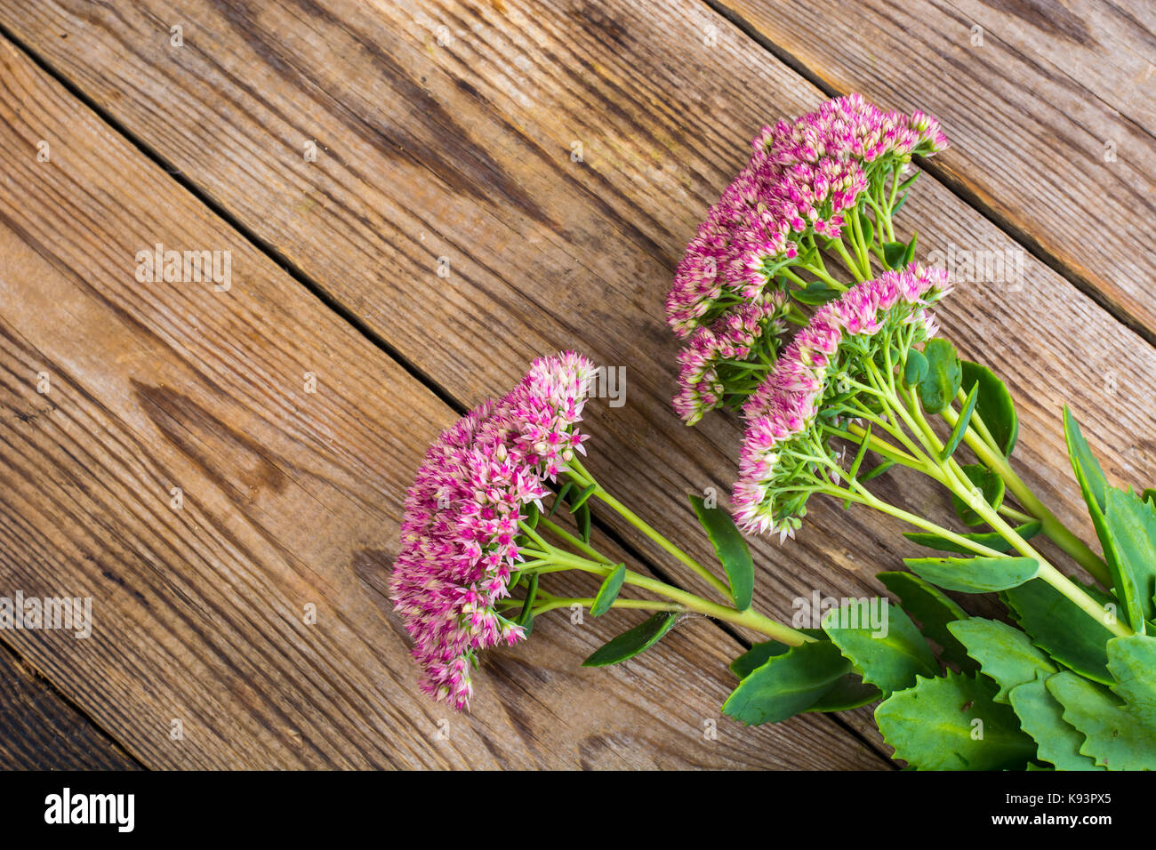 Garden and medicinal flower Sedum. Studio Photo Stock Photo